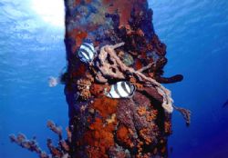 "Where angels tread", Salt Pier Bonaire by Jerry Hamberg 